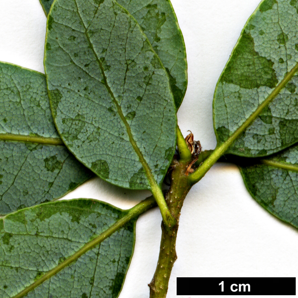 High resolution image: Family: Fagaceae - Genus: Quercus - Taxon: vacciniifolia High resolution image: Family: Fagaceae - Genus: Quercus - Taxon: vacciniifolia